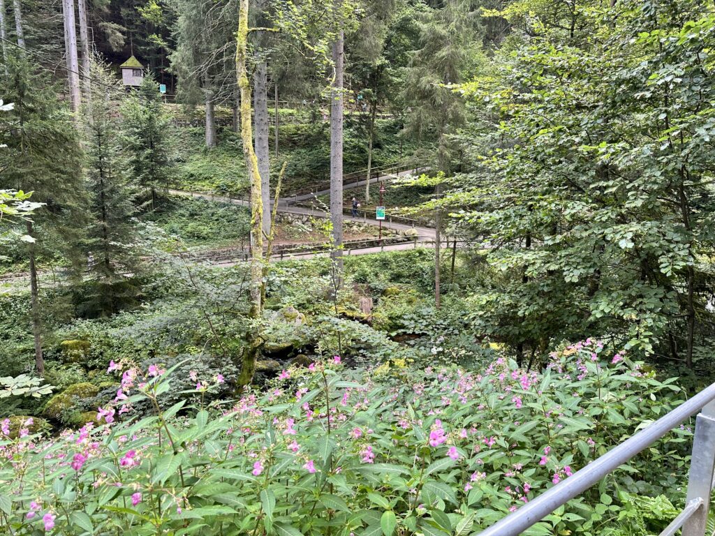 Ferienbetreuung im Wald